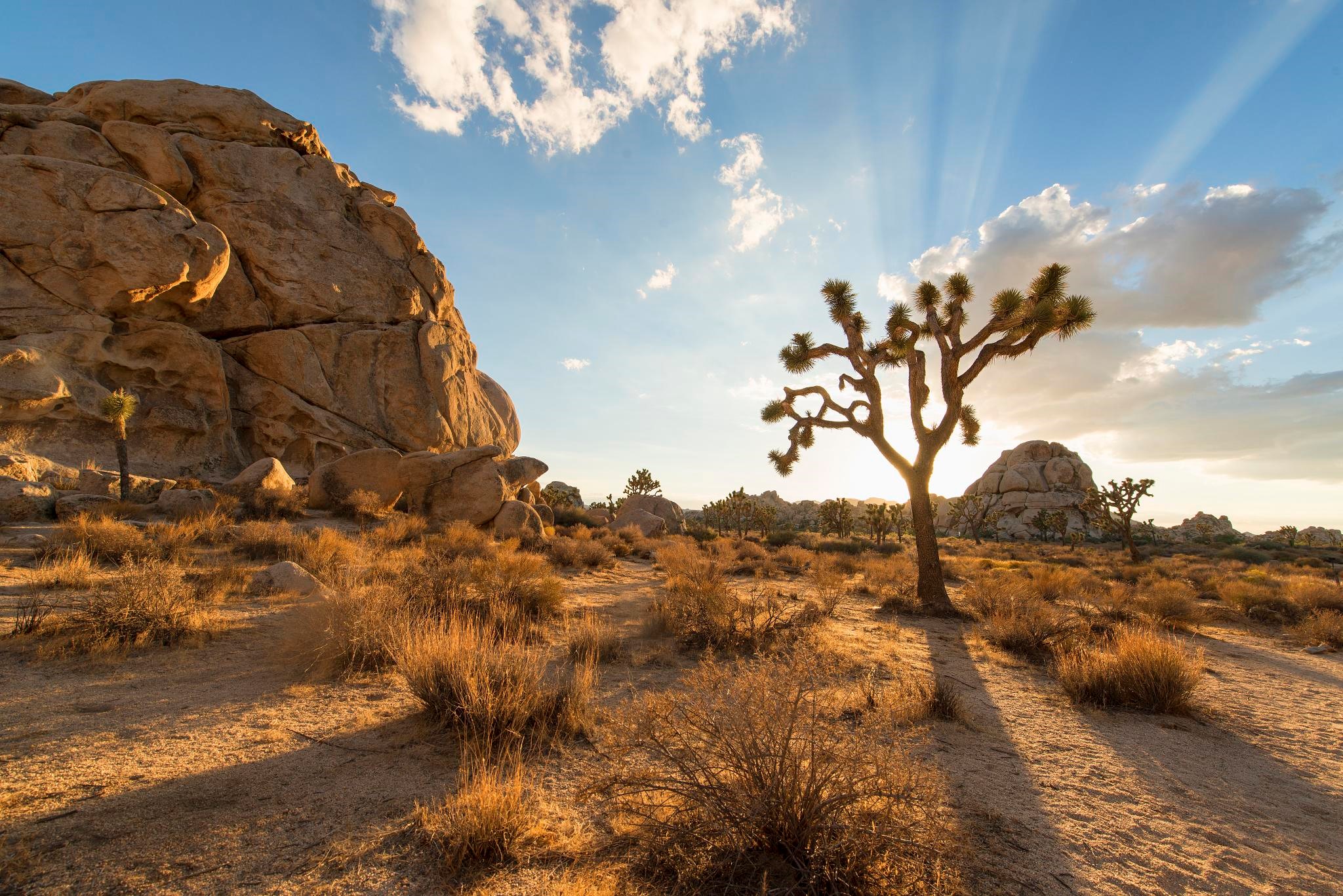 Great California Motorcycle Rides: Joshua Tree