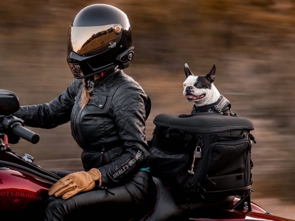 The Legal History of Dogs On Motorcycles & Cricket The Boston Terrier